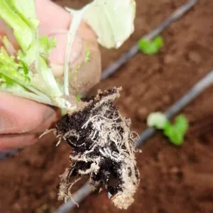 KOKO pH Düşürücü Köklendirici KOKO pH Düşürücü Köklendirici - Gübre