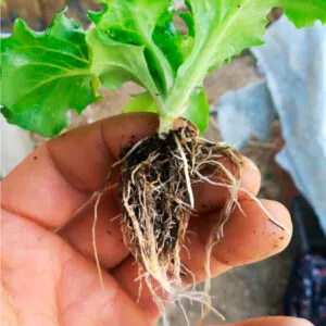 KOKO pH Düşürücü Köklendirici KOKO pH Düşürücü Köklendirici - Gübre