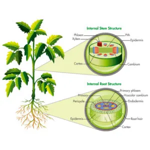 KOKO pH Düşürücü Köklendirici KOKO pH Düşürücü Köklendirici - Gübre
