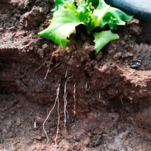 KOKO pH Düşürücü Köklendirici KOKO pH Düşürücü Köklendirici - Gübre