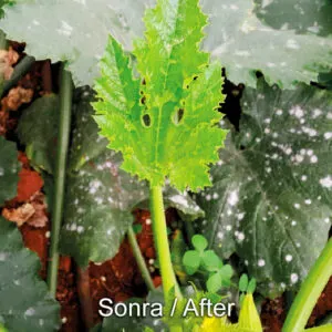 nano-green-ph-dusurucu-bitki-besin-biogreen nano-green-ph-dusurucu-bitki-besin-biogreen